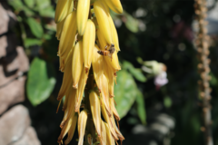 Apis mellifera