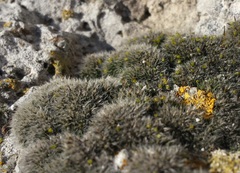 Grimmia crinita