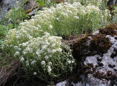 Schivereckia podolica