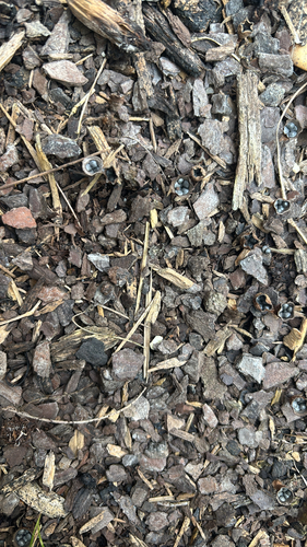 dung-loving bird's nest fungus