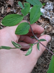 Lathyrus ochroleucus