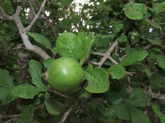 Randia capitata