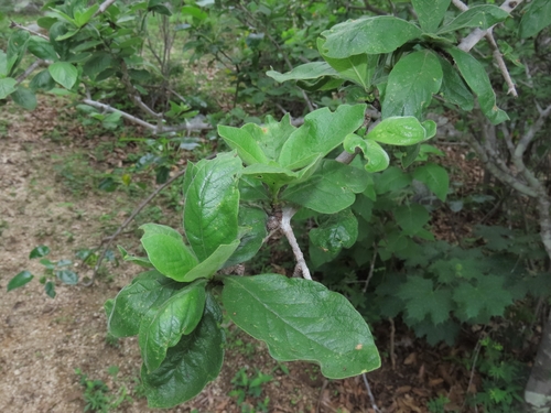 Randia capitata, photograph 1
