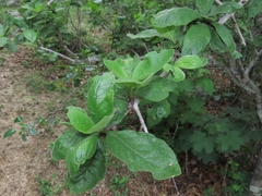 Randia capitata, photograph (c) Abraham Sánchez Romero, some rights reserved (CC BY)