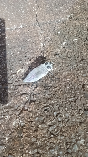 Ceiba Borer