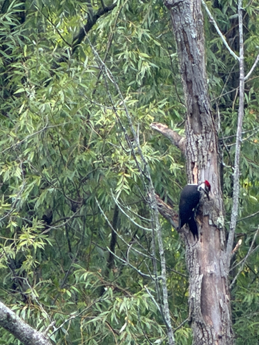 Pileated Woodpecker observed by ira12780