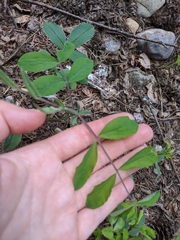Lathyrus ochroleucus