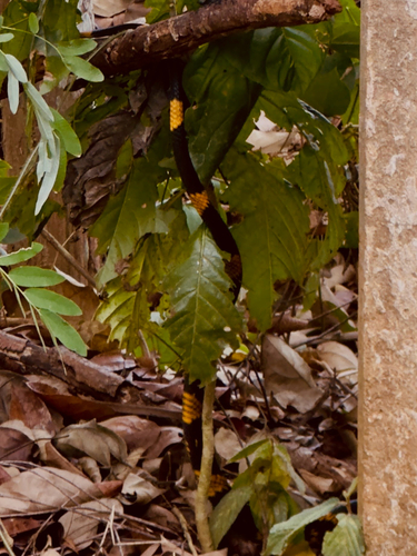 Chicken Snake