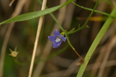 Wahlenbergia violacea