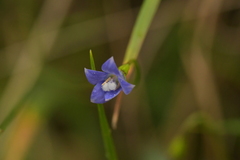 Wahlenbergia violacea