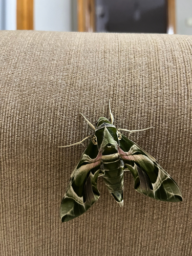 Oleander Hawkmoth