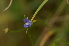 Wahlenbergia violacea