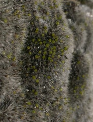 Grimmia crinita
