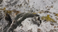 Grimmia crinita