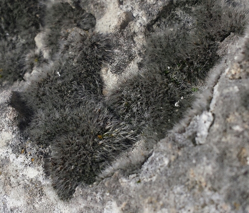 Representative image of Grimmia crinita