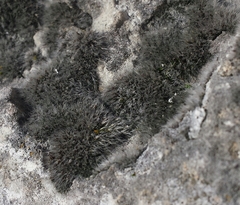 Grimmia crinita