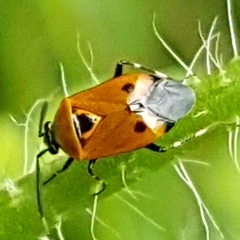 Deraeocoris punctum