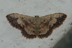 Idaea vacillata