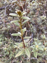 Rhododendron rubropilosum