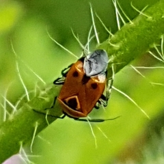 Deraeocoris punctum