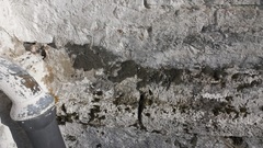 Grimmia crinita