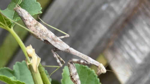 Carolina Mantis