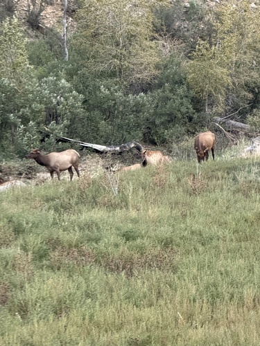 Elk observed by frankiejuggles