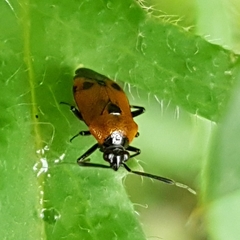 Deraeocoris punctum