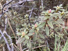 Rhododendron rubropilosum