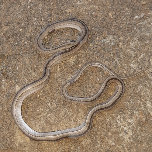 Photo of a Psomophis joberti (Psomophis joberti)