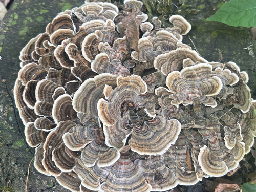 turkey-tail