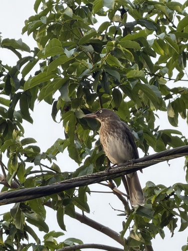 Pearly-eyed Thrasher