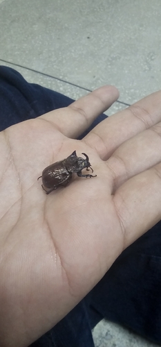 Coelosis bicornis