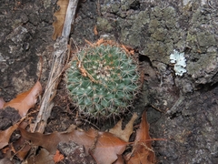 Mammillaria petrophila