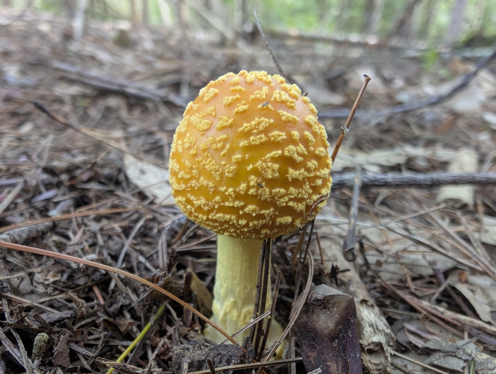 Frost's Amanita · September 2026 · photo: Photo: (c) Ben Lapham, some rights reserved (CC BY-SA) · iNaturalist