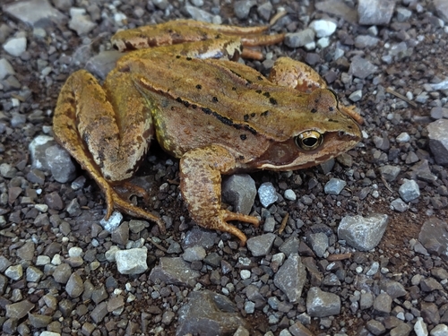 European Common Frog
