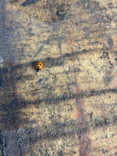 Seven-spotted Lady Beetle