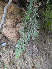 Selaginella pallescens