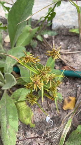 straw-colored flatsedge