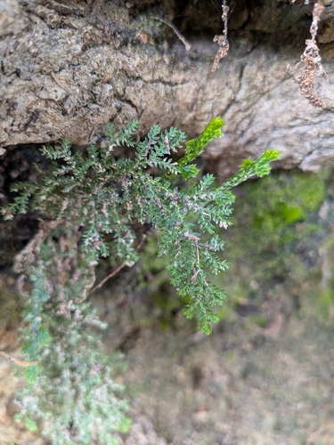 Selaginella pallescens, photograph 2