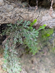 Selaginella pallescens, photograph (c) Abraham Sánchez Romero, some rights reserved (CC BY)