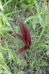 Dactylorhiza incarnata
