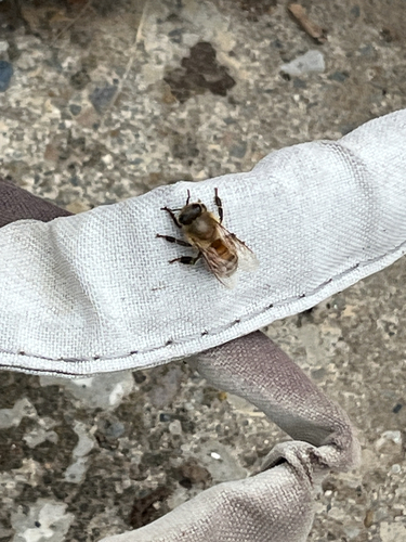 Western Honey Bee