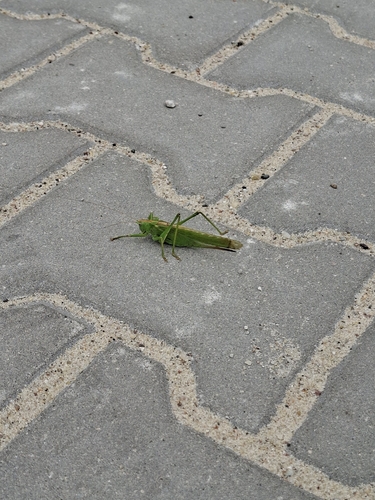 Great Green Bush-cricket