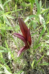 Dactylorhiza incarnata