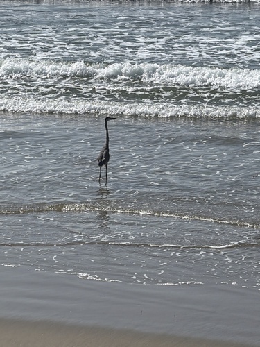 Great Blue Heron observed by marilynnashwilking