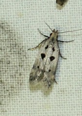 Deltophora sella