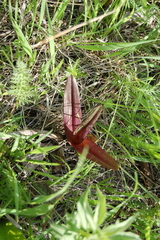 Dactylorhiza incarnata