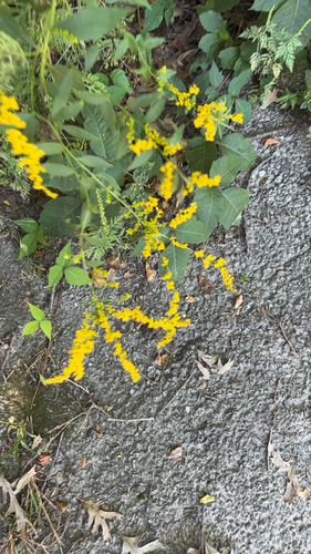 elm-leaved goldenrod