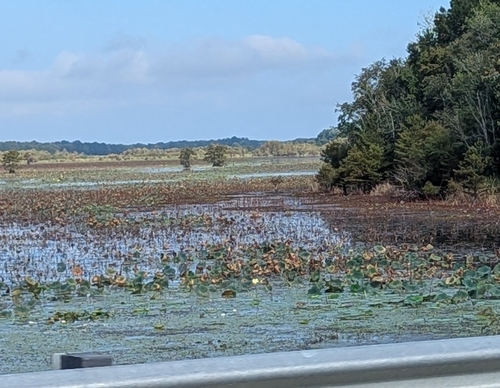 American lotus